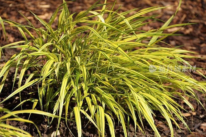 Hakonechloa macra草